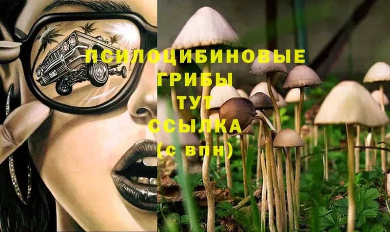 купить  сайты  Курчалой  Псилоцибиновые грибы Psilocybe 