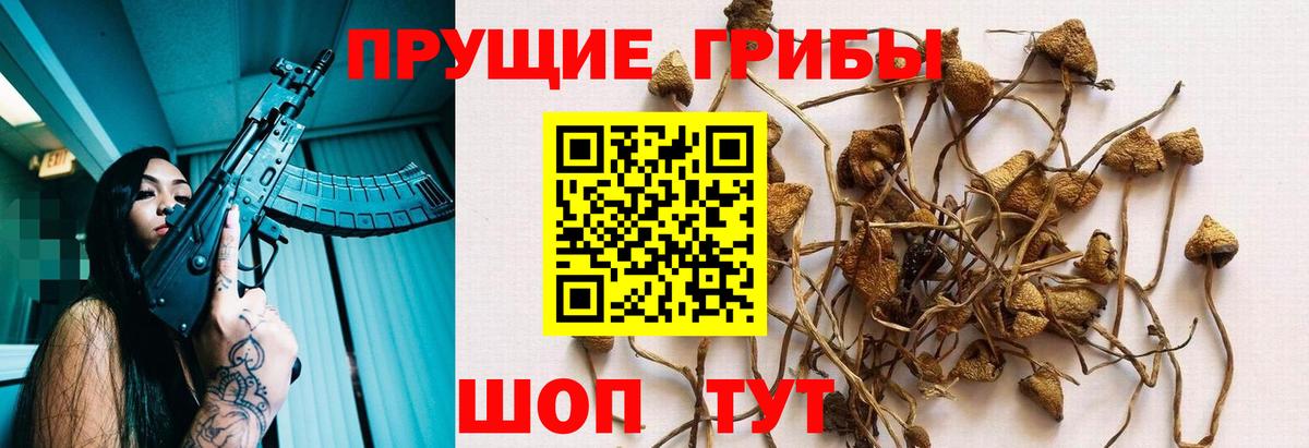 Курчалой  Галлюциногенные грибы MAGIC MUSHROOMS  Вход с VPN  Галлюциногенные грибы MAGIC MUSHROOMS 
